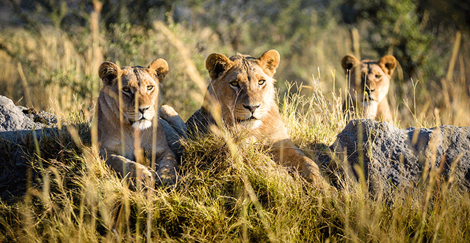 Lion and cubs in Africa