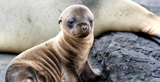 Sea lion pup in Galapagos